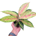 Chinese Evergreen 'Karat'