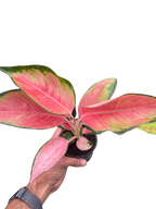 Chinese Evergreen 'Pink Pearl'
