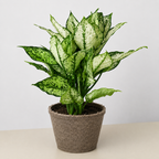 Chinese Evergreen 'First Diamond'