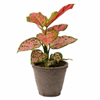 Lady Valentine Chinese Evergreen — Pink Houseplant live plant