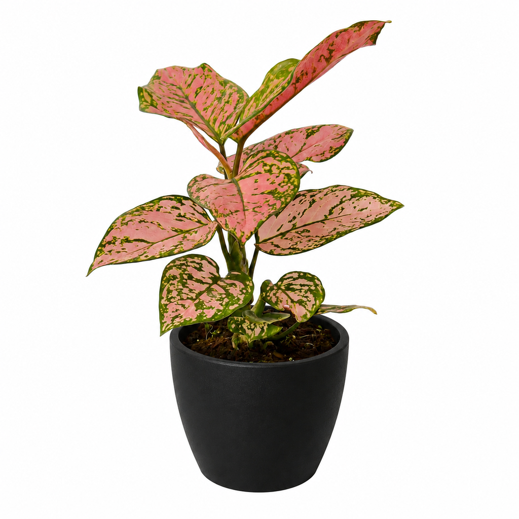 Lady Valentine Chinese Evergreen — Pink Houseplant live plant