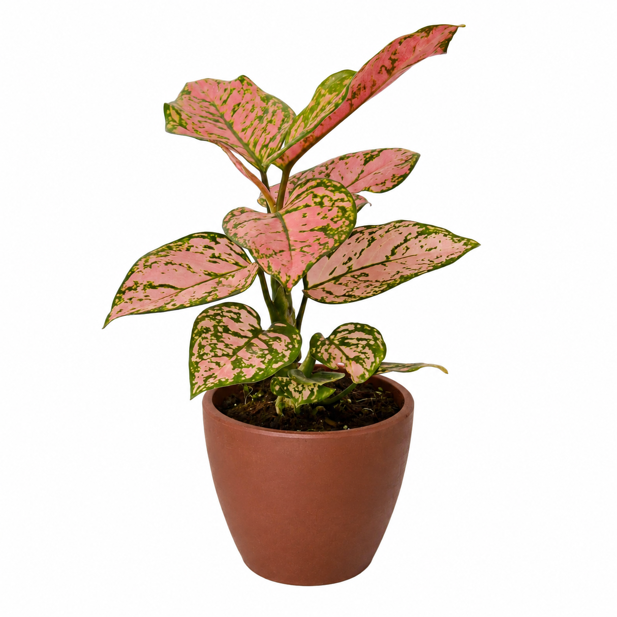 Lady Valentine Chinese Evergreen — Pink Houseplant live plant