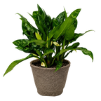 Chinese Evergreen 'Maria'