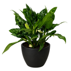 Chinese Evergreen 'Maria'