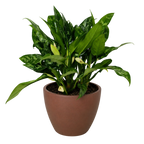Chinese Evergreen 'Maria'