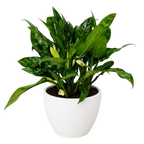 Chinese Evergreen 'Maria'