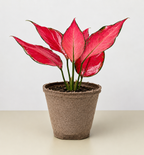 Chinese Evergreen 'Ruby Garuda'