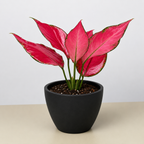 Chinese Evergreen 'Ruby Garuda'