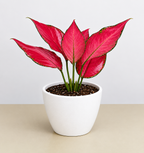 Chinese Evergreen 'Ruby Garuda'