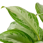 Chinese Evergreen 'Silver Bay'
