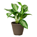 Chinese Evergreen 'Silver Bay'
