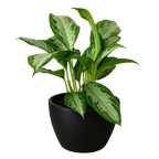 Chinese Evergreen 'Silver Bay'
