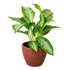 Chinese Evergreen 'Silver Bay'