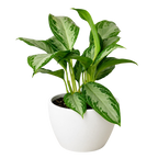 Chinese Evergreen 'Silver Bay'