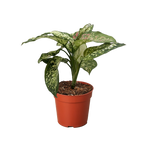 Chinese Evergreen 'Wishes'