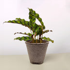 Rattlesnake Calathea — Patterned Prayer Plant live plant