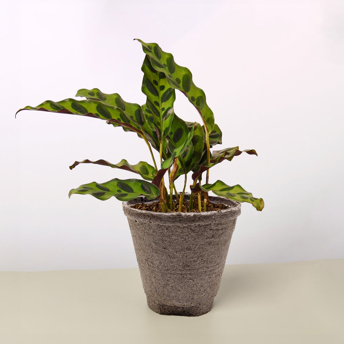 Rattlesnake Calathea — Patterned Prayer Plant live plant