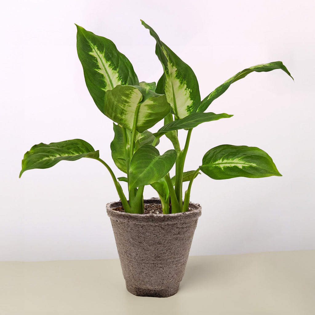 Camille Dieffenbachia — Bright Tropical Foliage live plant