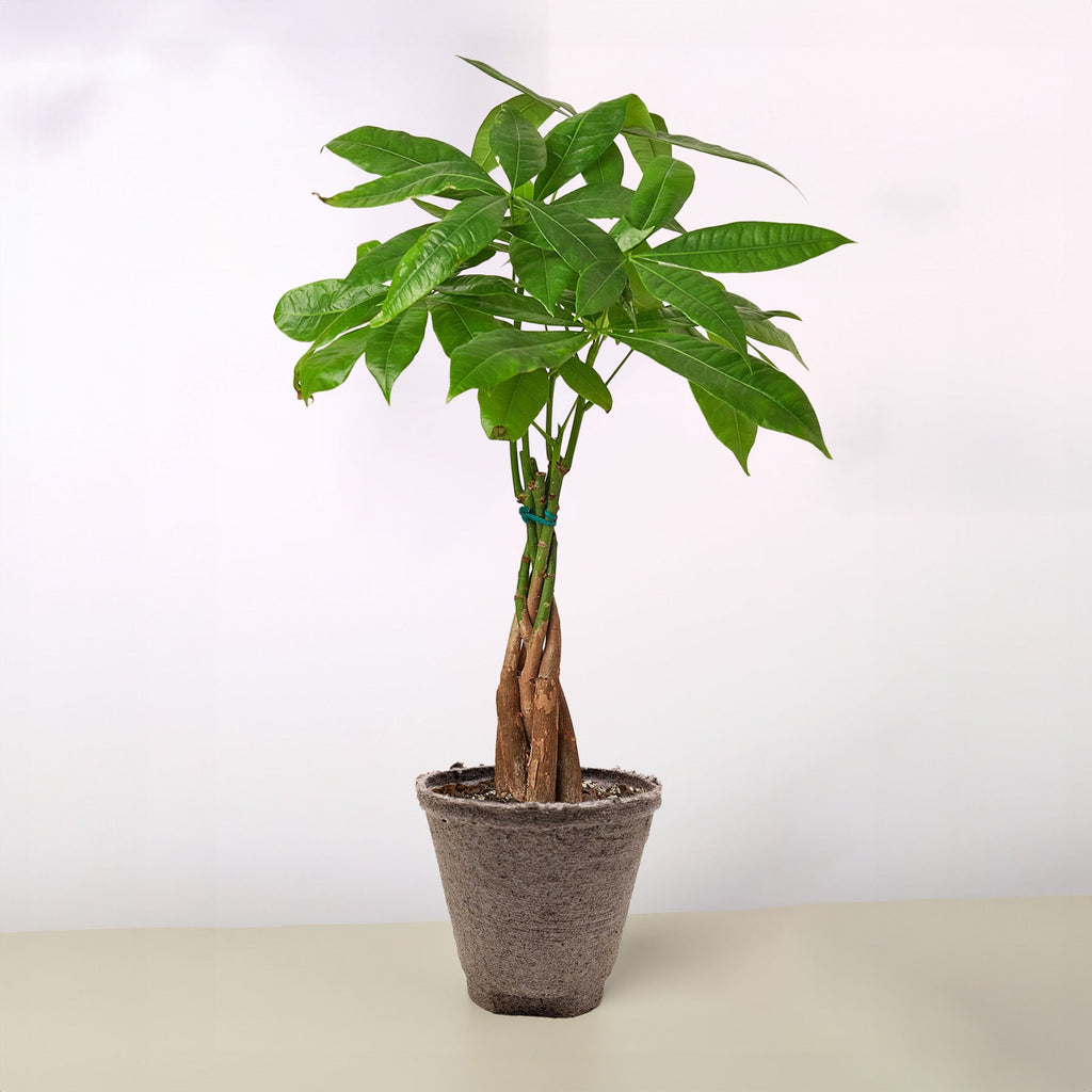 Braided Money Tree — Pachira Aquatica live plant