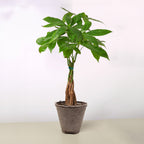 Braided Money Tree — Pachira Aquatica live plant
