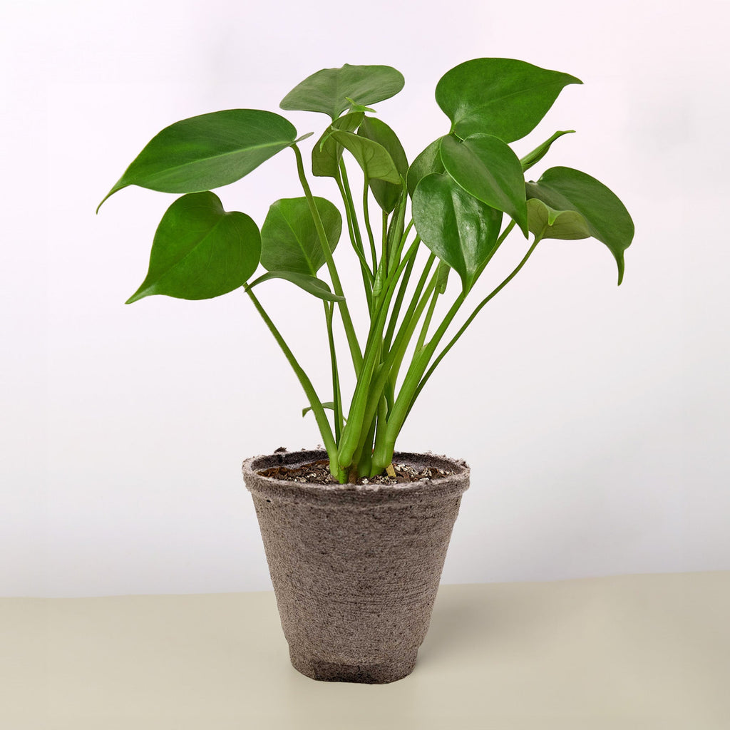 Monstera Deliciosa — Split-Leaf Houseplant live plant