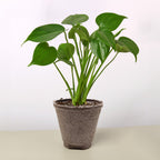 Monstera Deliciosa — Split-Leaf Houseplant live plant