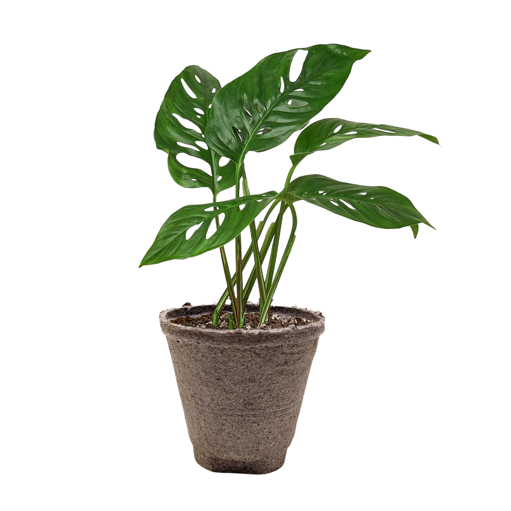 Monstera Adansonii — Swiss Cheese Vine live plant