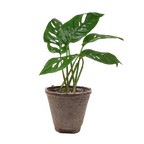 Monstera Adansonii — Swiss Cheese Vine live plant