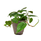 Heartleaf Philodendron live plant