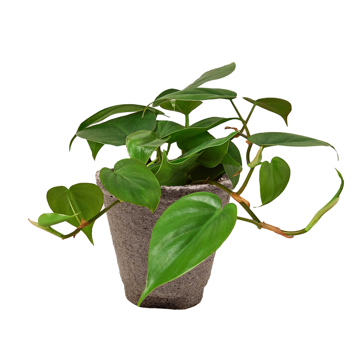 Heartleaf Philodendron live plant