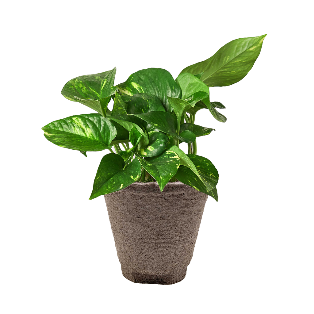 Golden Pothos — Easy-Care Trailing Houseplant live plant