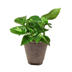 Golden Pothos — Easy-Care Trailing Houseplant live plant