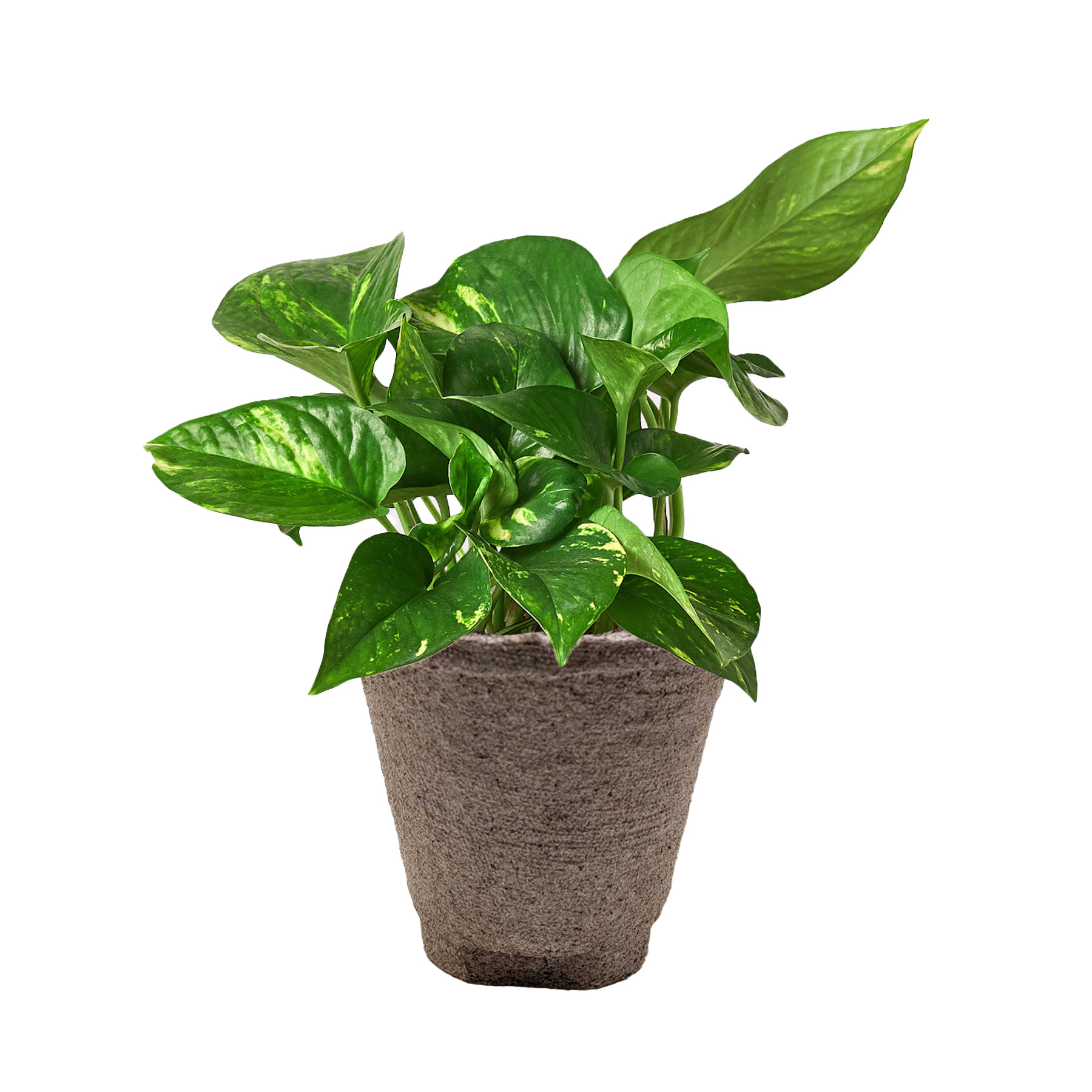 Golden Pothos — Easy-Care Trailing Houseplant live plant