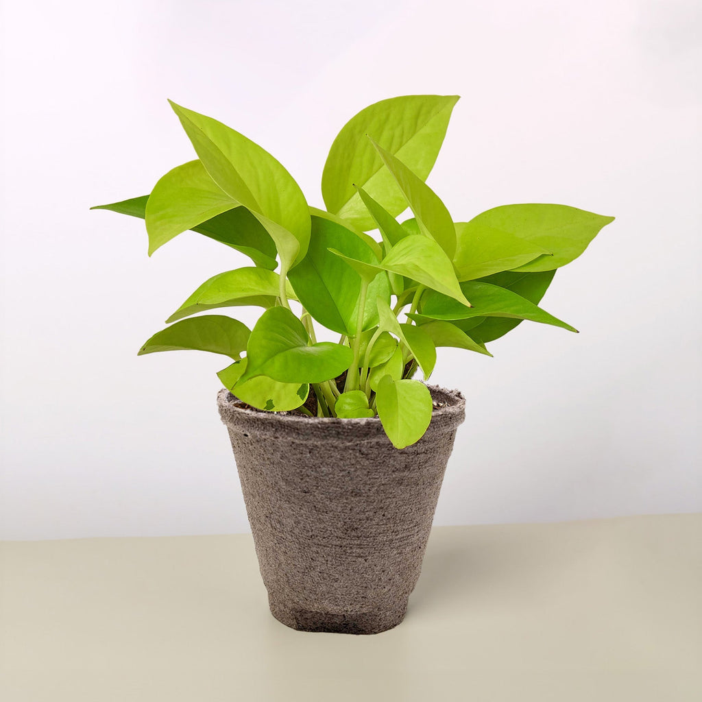 Neon Pothos — Bright Chartreuse Vine live plant