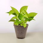 Neon Pothos — Bright Chartreuse Vine live plant