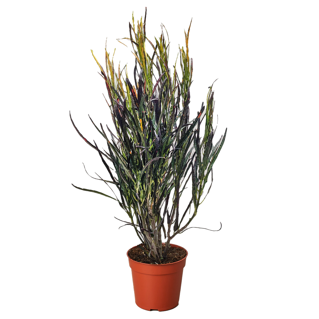 Picasso's Paintbrush Croton — Colorful Foliage live plant