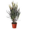 Picasso's Paintbrush Croton — Colorful Foliage