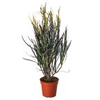 Picasso's Paintbrush Croton — Colorful Foliage live plant