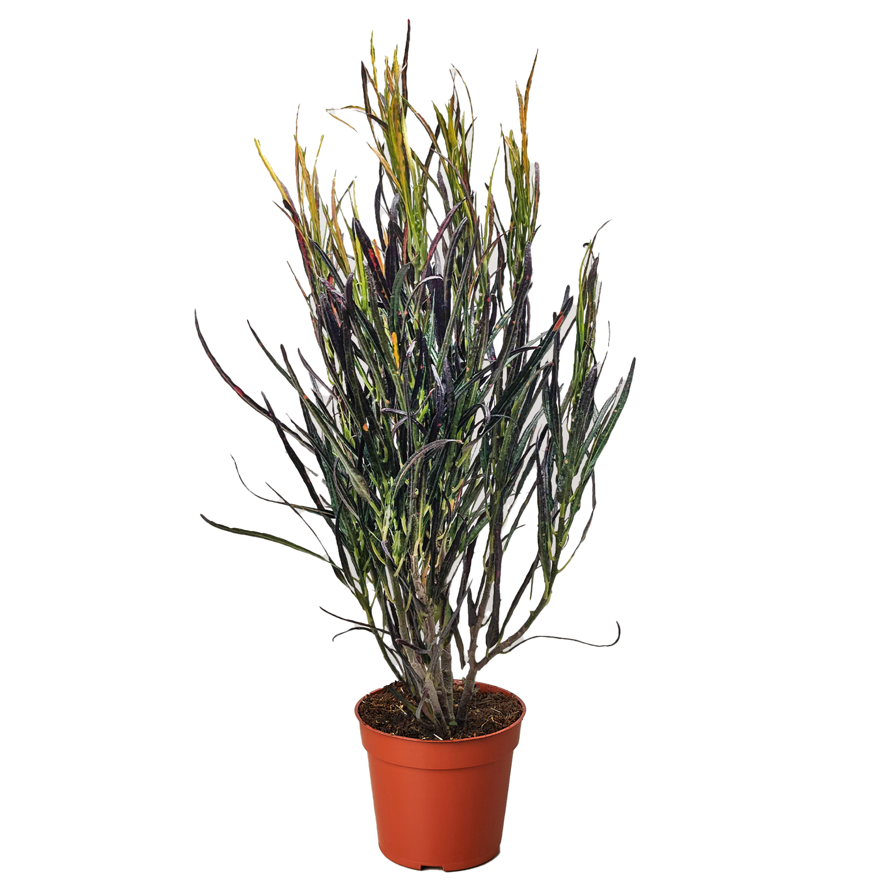 Picasso's Paintbrush Croton — Colorful Foliage live plant