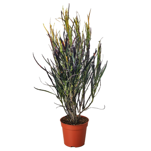 Picasso's Paintbrush Croton — Colorful Foliage