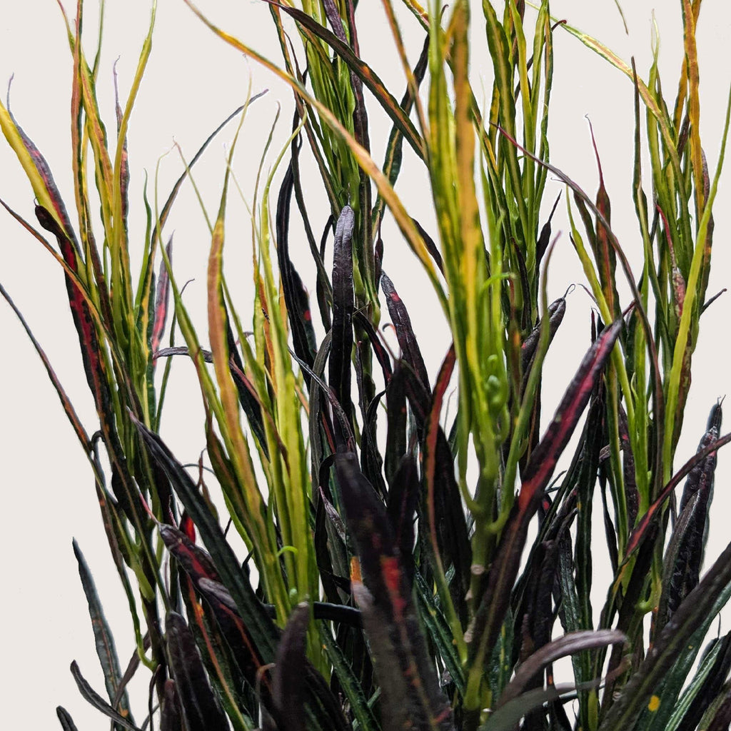 Picasso's Paintbrush Croton — Colorful Foliage live plant