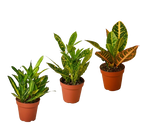 3 Croton Variety Pack / 4" Pot / Live Plant / House Plant