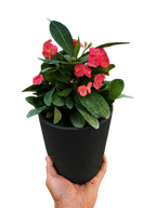 Crown of Thorns