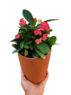 Crown of Thorns