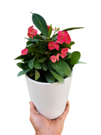 Crown of Thorns