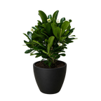 Crown of Thorns