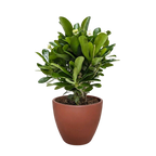 Crown of Thorns