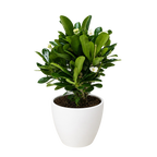 Crown of Thorns