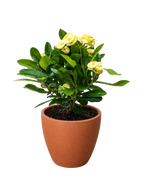 Crown of Thorns