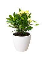 Crown of Thorns